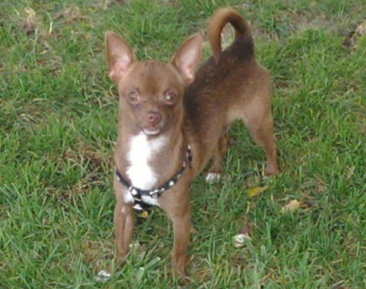 Es un macho, es muy dócil, tiene mucha chispa. Tiene 3 años, pesa 2.75 kg y esta buscando novia. Es un macho, es muy dócil, tiene mucha chispa. Tiene 3 años, pesa 2.75 kg y esta buscando novia.